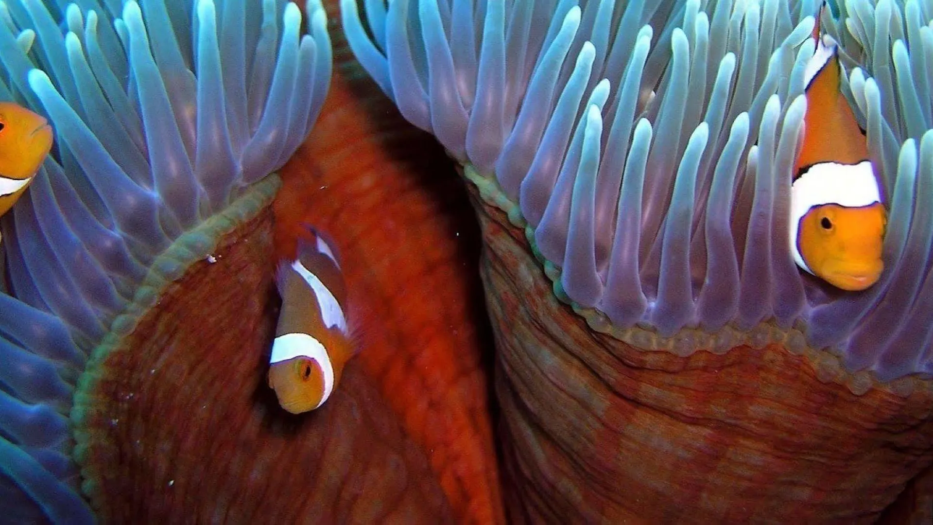 Reef Encounter Hotel Cairns