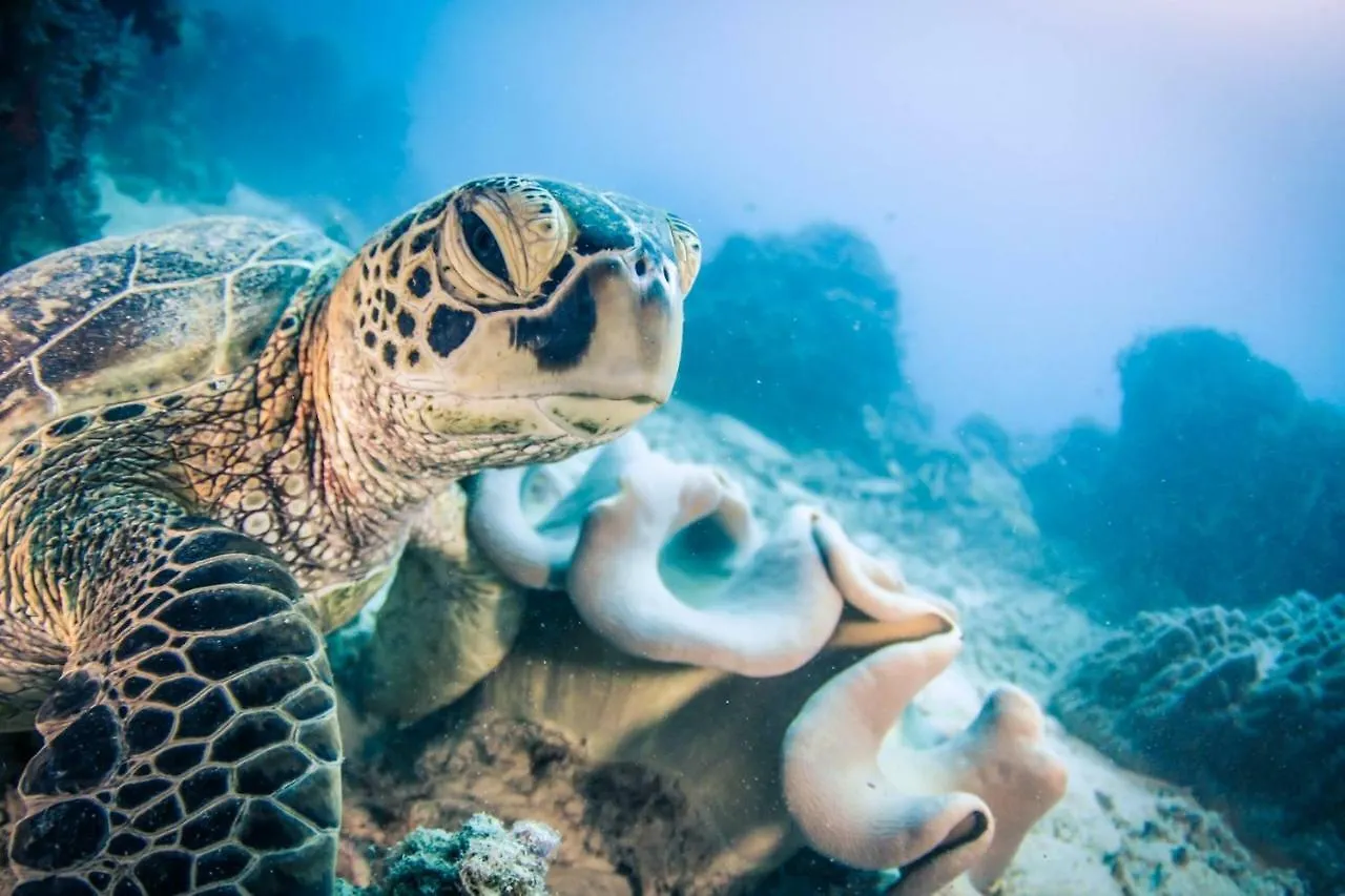 Reef Encounter Hotel Cairns Botel